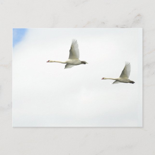 Cartão Postal Flying swans  (Frente)