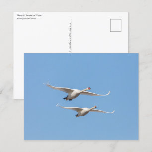 Cartão Postal Flying Swans Nature Foto