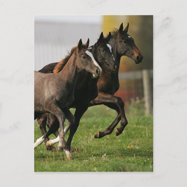 Cartão Postal Foal em execução (Frente)