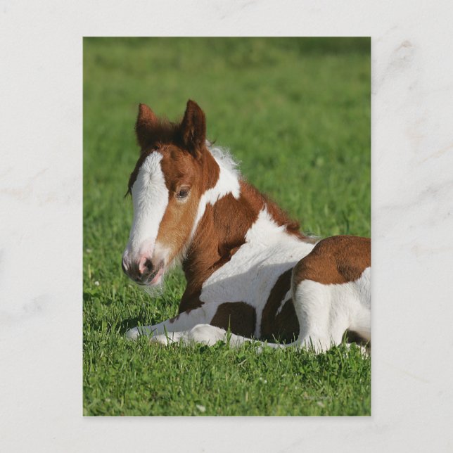 Cartão Postal Foal Lay em Grass (Frente)