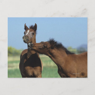 Cartão Postal Foals Playing 2