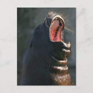 Cartão Postal Foca-amarela