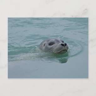 Cartão Postal Foca-comum nadando no lago glacial Jokulsarlon