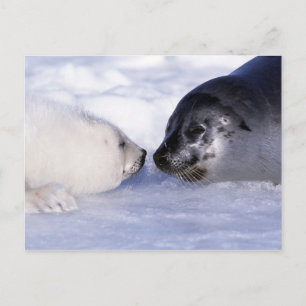 Cartão Postal Foca-da-groenlândia Mãe com Filhote