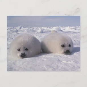 Cartão Postal Foca-da-groenlândia (Phoca groenlandica) Filhotes