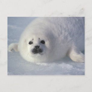 Cartão Postal Foca da Groenlândia Phoca groenlandica) Uma foca d
