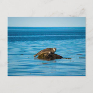 Cartão Postal Foca-do-Atlântico