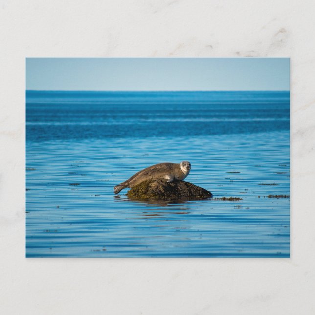 Cartão Postal Foca-do-Atlântico (Frente)