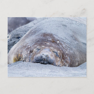 Cartão Postal Foca-elefante que dorme