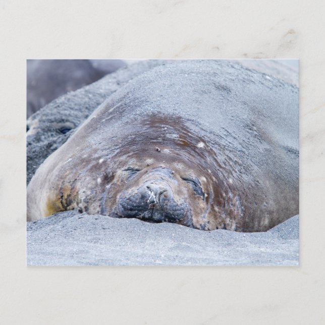 Cartão Postal Foca-elefante que dorme (Frente)