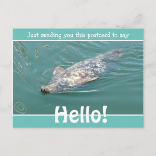 Cartão Postal Foca engraçada dizendo apenas Olá
