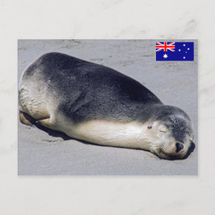 Cartão Postal Foca jovem dormindo em uma praia - Austrália
