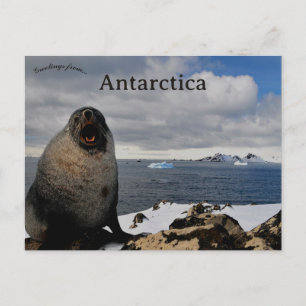 Cartão Postal Foca no Cabo Shirreff Ilha Livingston Antártica