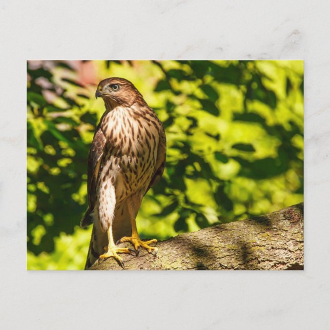 Cartão Postal Focado (Frente)