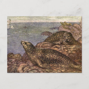 Cartão Postal Focas, Animais Marinhos Antigos da Vida Oceânica