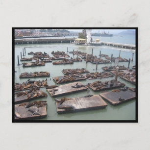 Cartão Postal focas de cais de pescador