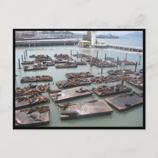 Cartão Postal focas de cais de pescador (Frente)