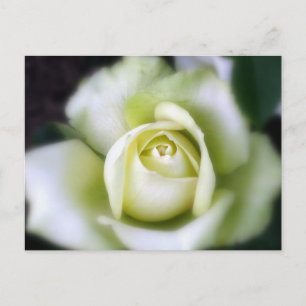 Cartão Postal Foco Suave Rosa Branco