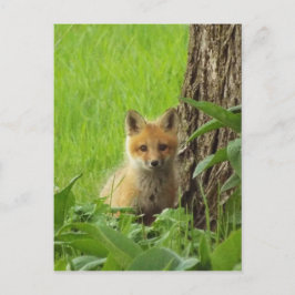 Cartão Postal Fofa raposa bebê em fotografia da primavera