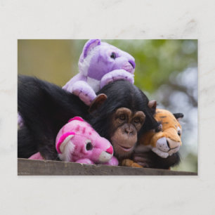 Cartão Postal Fofinho Chimp & Animal Friends