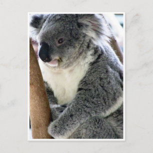 Cartão Postal fofinho koala