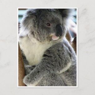 Cartão Postal fofinho koala