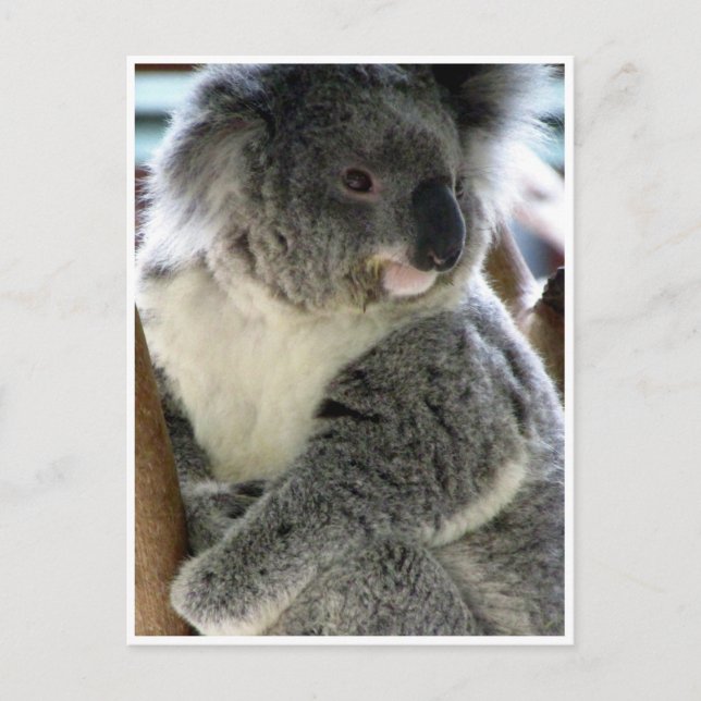 Cartão Postal fofinho koala (Frente)