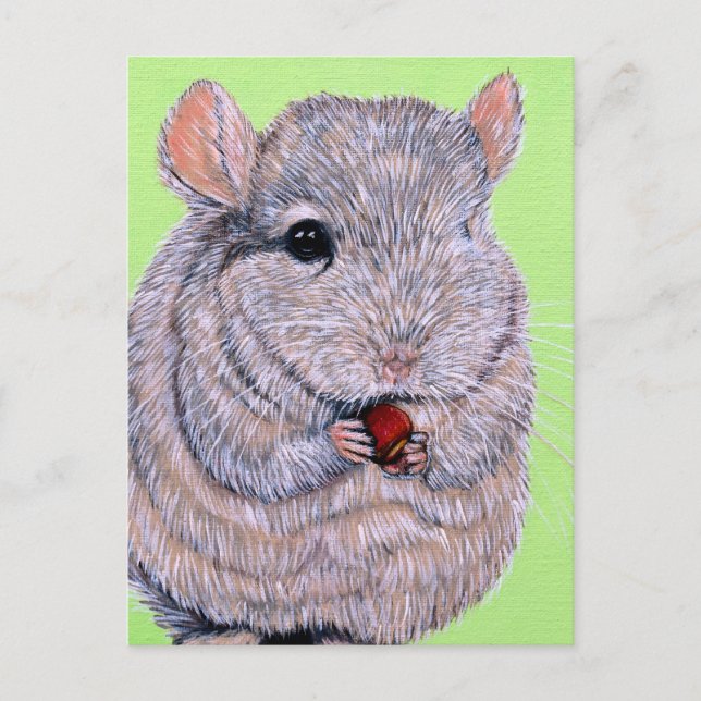 Cartão Postal Fofinho Nibbling Chinchilla (Frente)