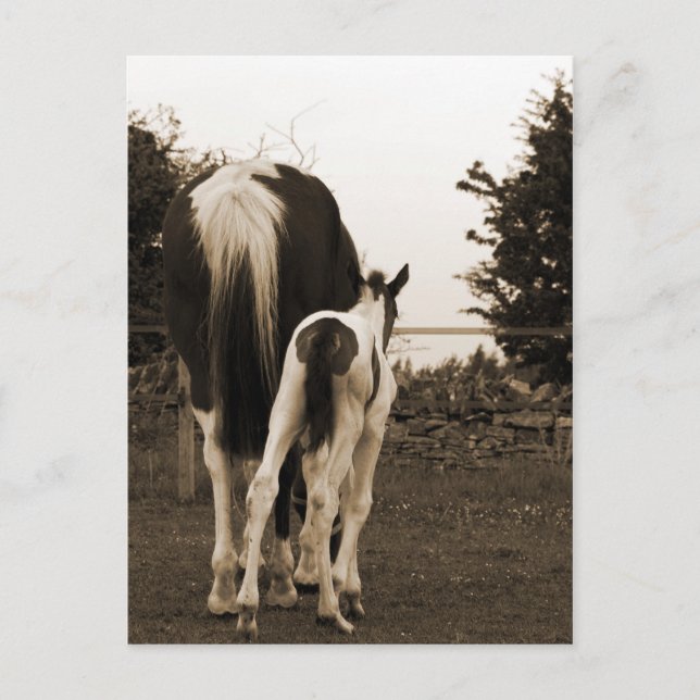 Cartão Postal fofo (Frente)