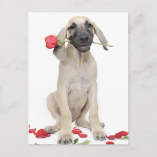 Cartão Postal fofo, admiração, romance, amor,