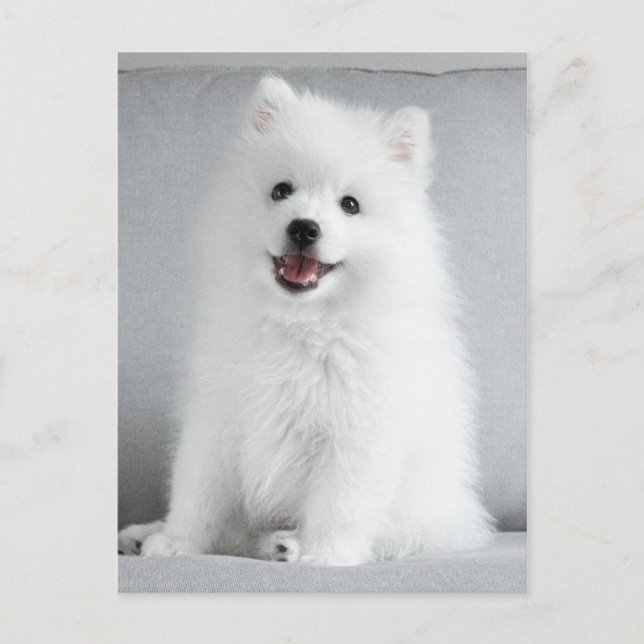 Cartão Postal Fofo Bonito, Puppy Spitz Japonês (Frente)