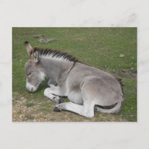 Cartão Postal Fofo de bebê macaco-dormindo bonito