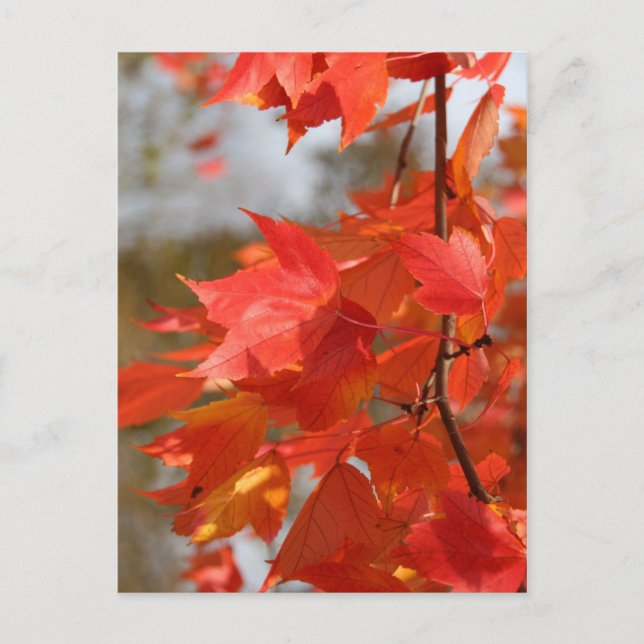 Cartão Postal Fogo de Outono (Frente)