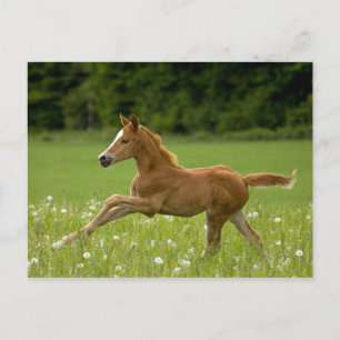 Cartão Postal Fohlen im Galopp (Trakehner)