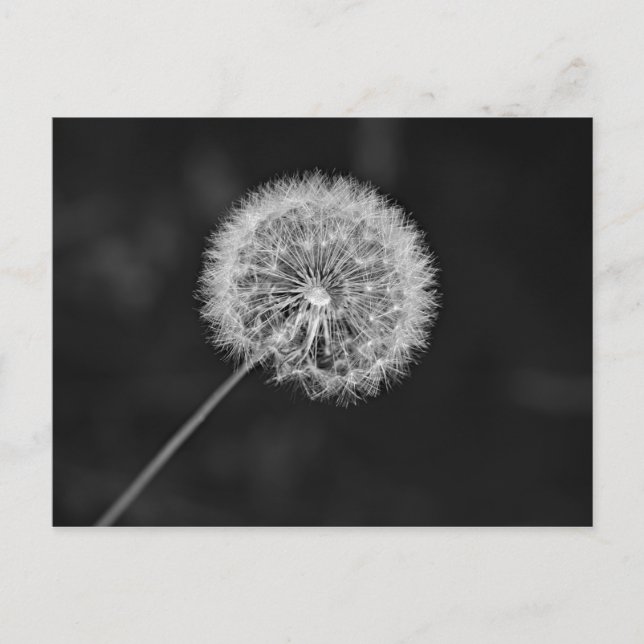 Cartão Postal Foi para a Semente (Frente)