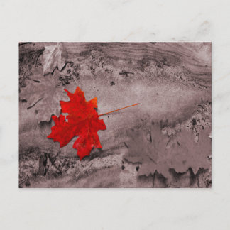 Cartão Postal Folha colorida no cartão-postal preto e branco