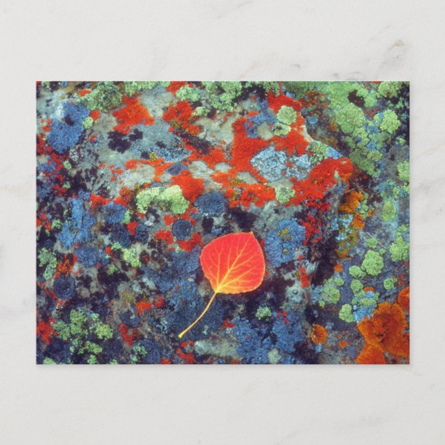 Cartão Postal Folha de Aspen numa líquen coberta por rocha (Frente)
