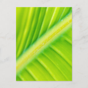 Cartão Postal folha de banana verde