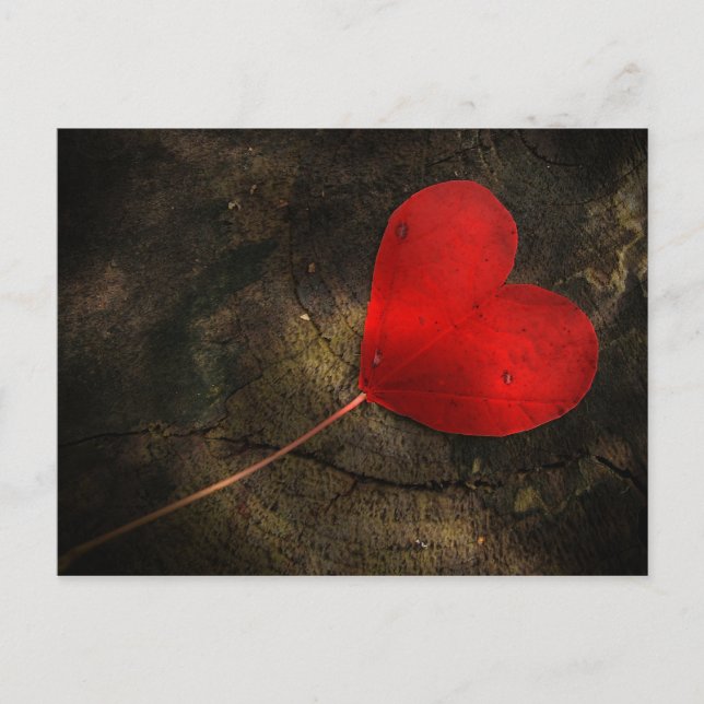 Cartão Postal Folha de coração (Frente)