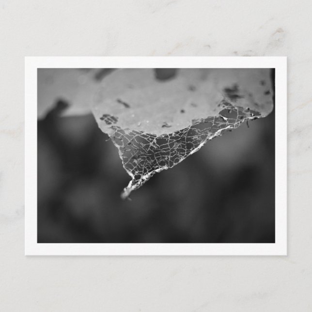 Cartão Postal - Folha teia (nº1) (Frente)