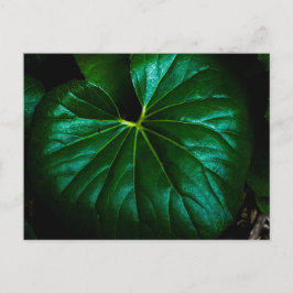 Cartão Postal Folha Verde Lustrosa com Veias Radiantes Close Up