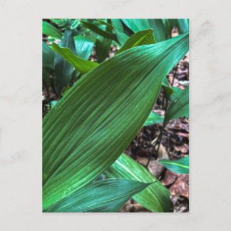 Cartão Postal Folha Verde Vibrante com Veias Fortes