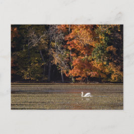 Cartão Postal Folhagem de Cisne e Queda