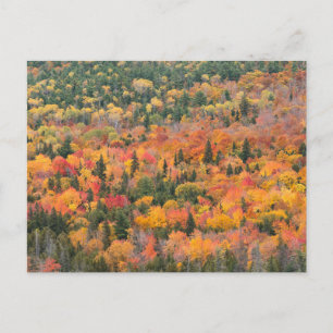 Cartão Postal Folhagem de Outono   Península de Keweenaw, Michig