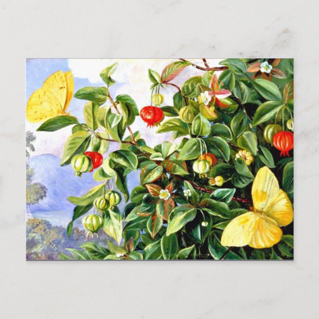 Cartão Postal Folhagem, Flores e Frutas de Pitanga-Jamaica (Frente)