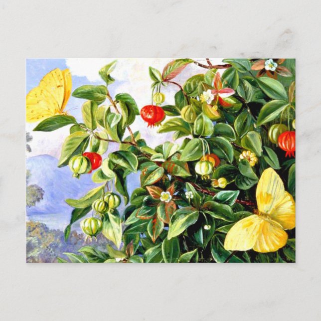 Cartão Postal Folhagem, Flores e Frutas de Pitanga, Jamaica (Frente)