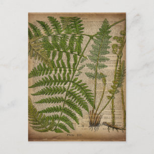 Cartão Postal folhagem florestal impressão botânica francesa sam