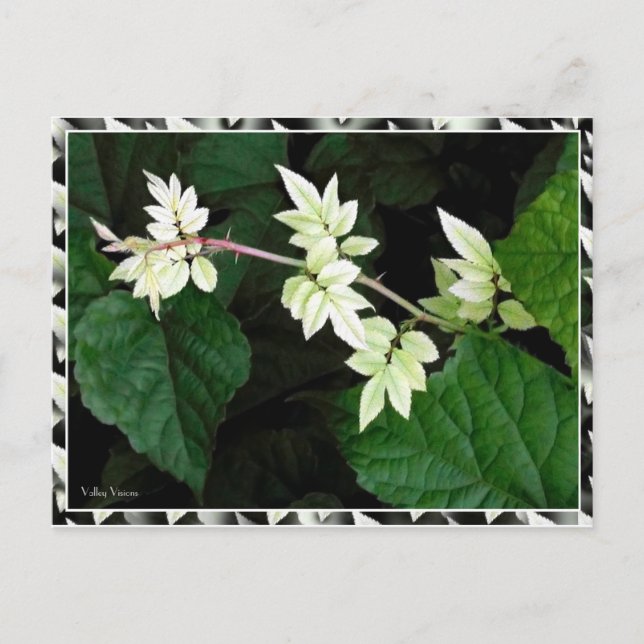 Cartão Postal Folhas (Frente)