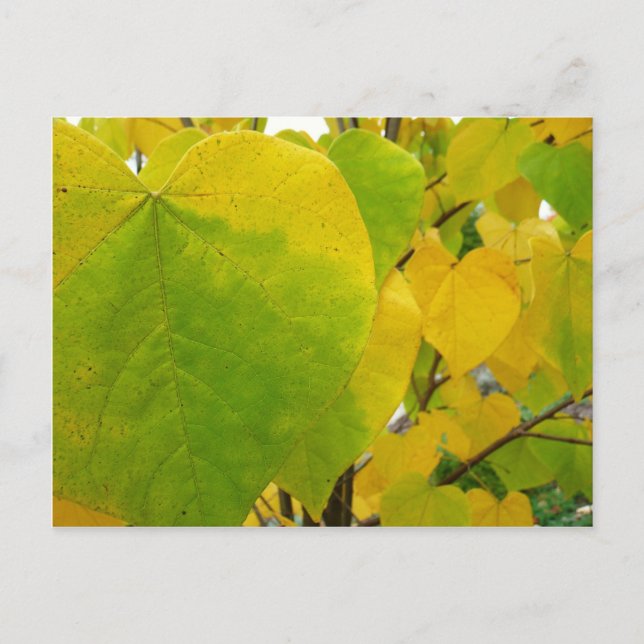 Cartão Postal Folhas Amarelas e Verdes de Redbud (Frente)