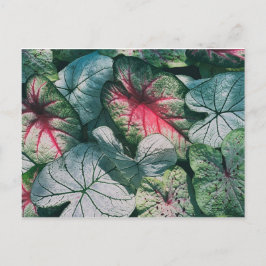 Cartão Postal folhas bonito